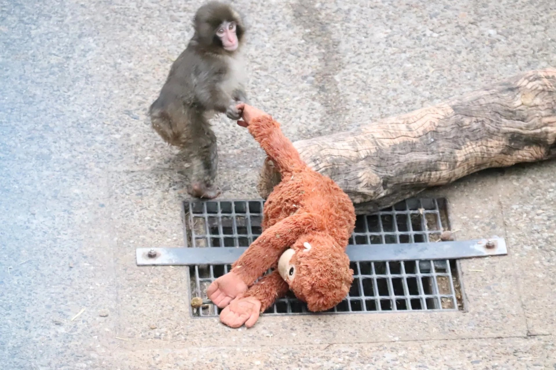 Punch snuggling with his favorite plushie